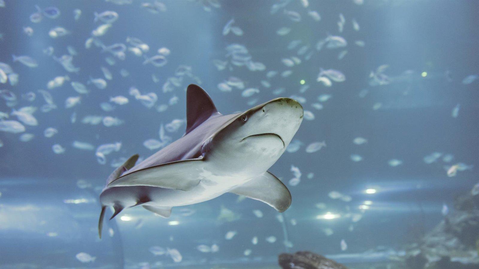 Atlantis Aquarium celebra Día Internacional de Tiburones con actividades