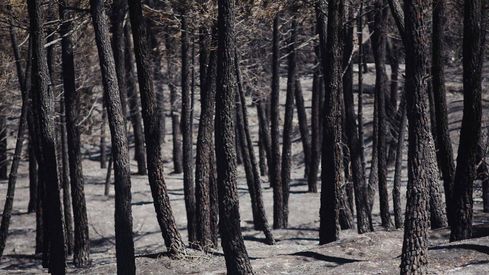 España duplica incendios forestales en lo que va de 2026