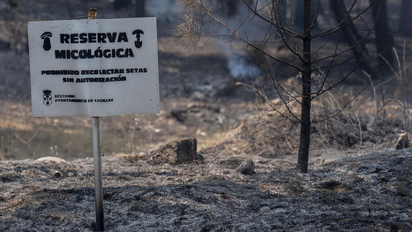 España ha quemado 173.651 hectáreas en incendios hasta finales de julio