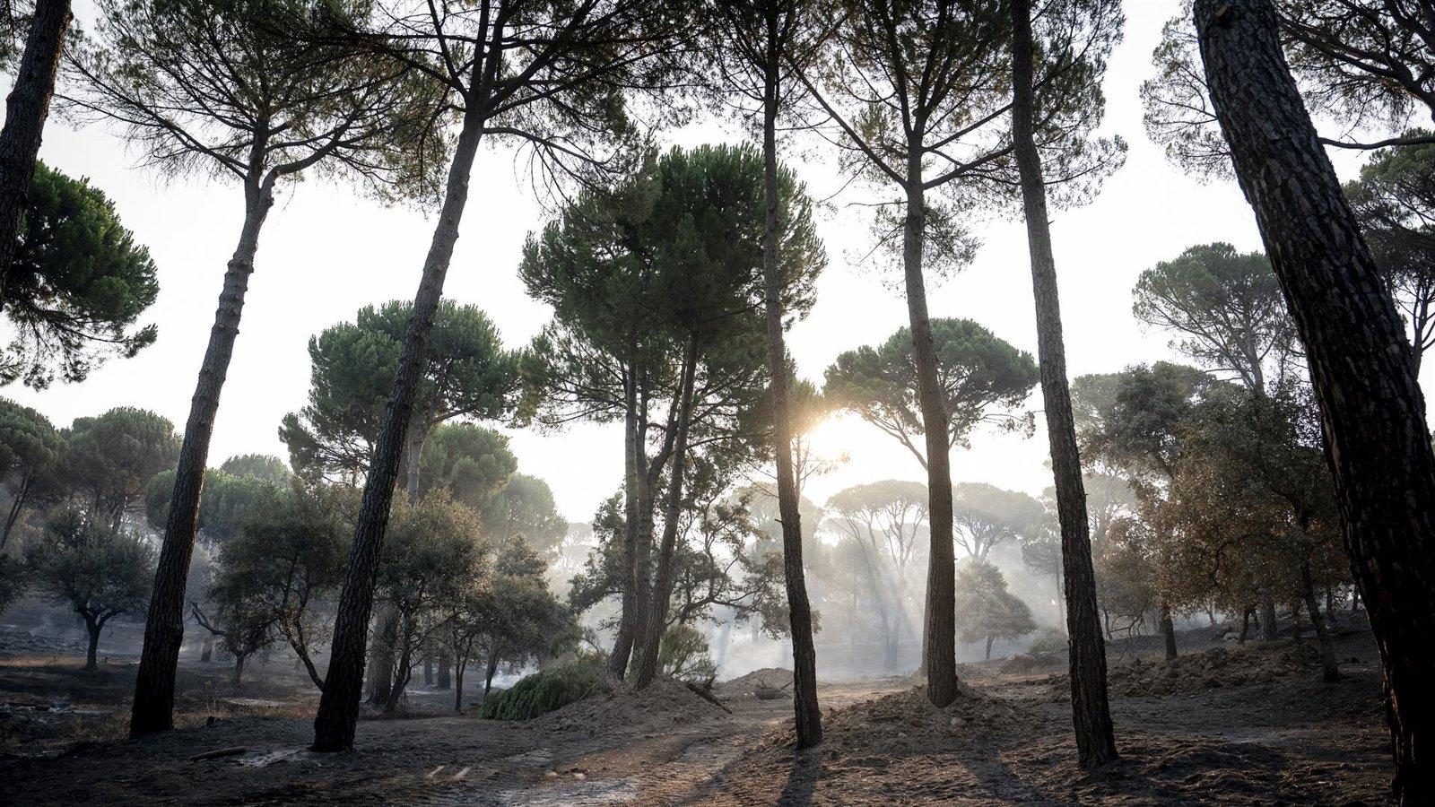Los incendios en Madrid, Ávila y Toledo han calcinado 77.000 hectáreas