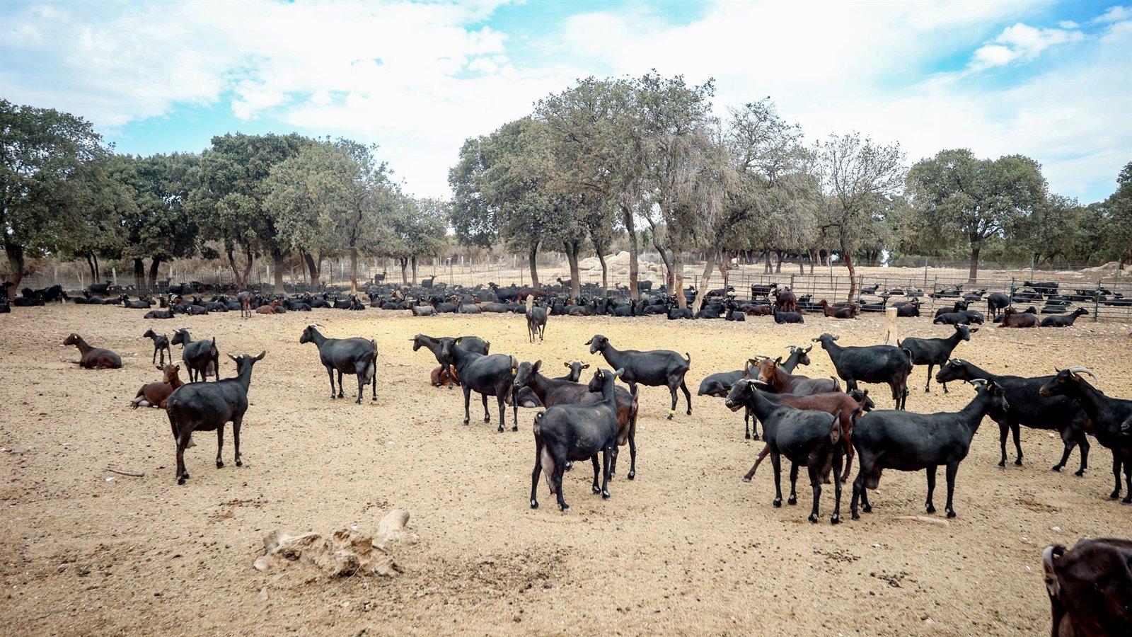 Madrid reparte 133.000 kilos de comida para la fauna silvestre afectada