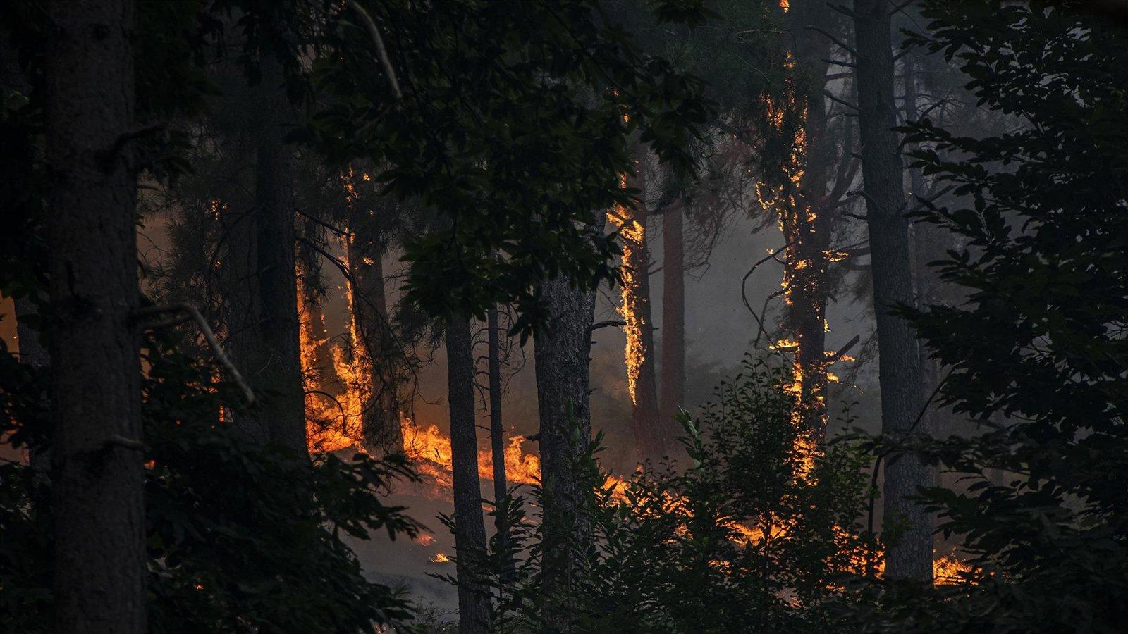 Los selvicultores piden una gestión forestal sostenible como prioridad estratégica