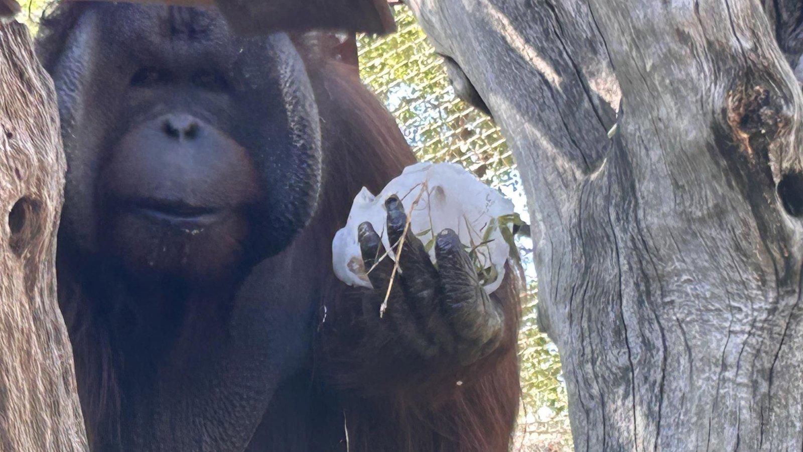 El Zoo de Madrid da polos de fruta, carne y pescado a sus animales para combatir el calor