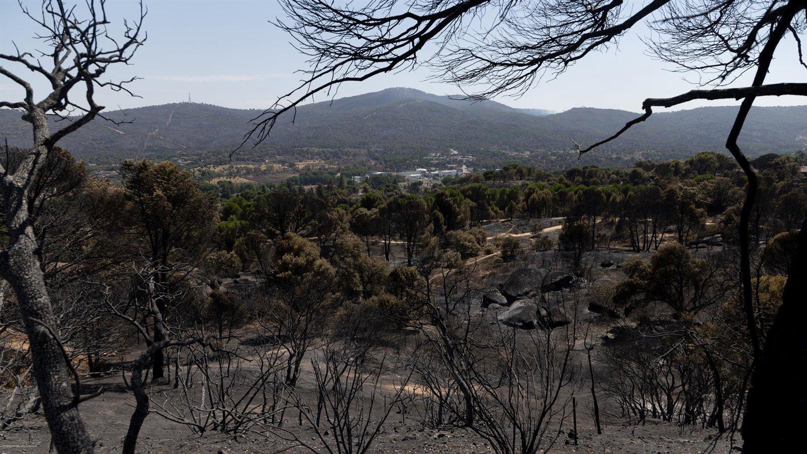 Régimen extraordinario acelera la retirada de árboles quemados en la Sierra Oeste