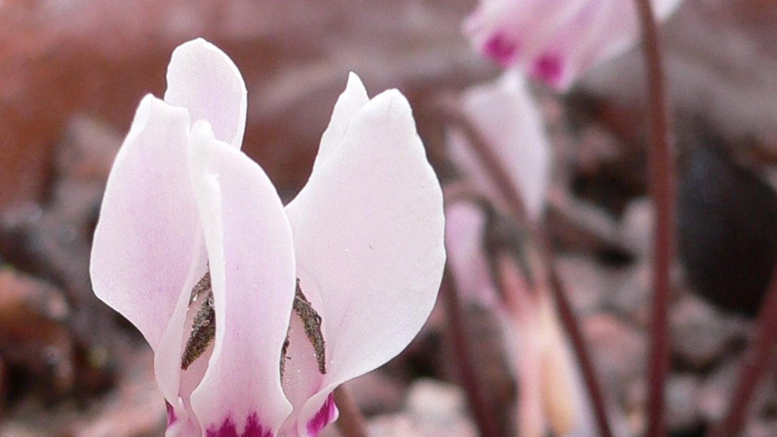Chipre dona su flor nacional al Real Jardín Botánico de Madrid Chipre dona su flor nacional al Real Jardín Botánico de Madrid