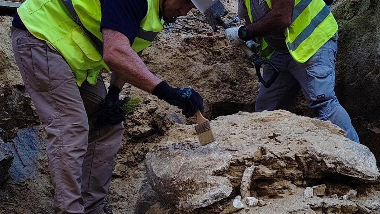 Madrid alberga restos de una tortuga fósil de 15 millones de años