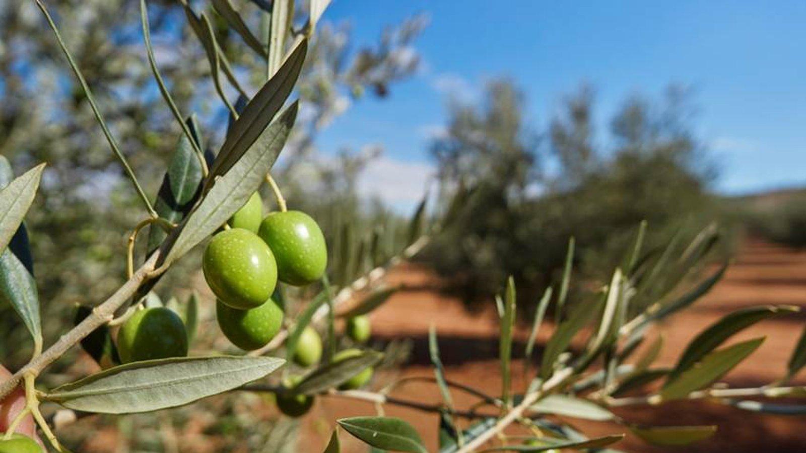 Asymetree: drones detectan estrés hídrico en cultivos leñosos Asymetree: drones detectan estrés hídrico en cultivos leñosos