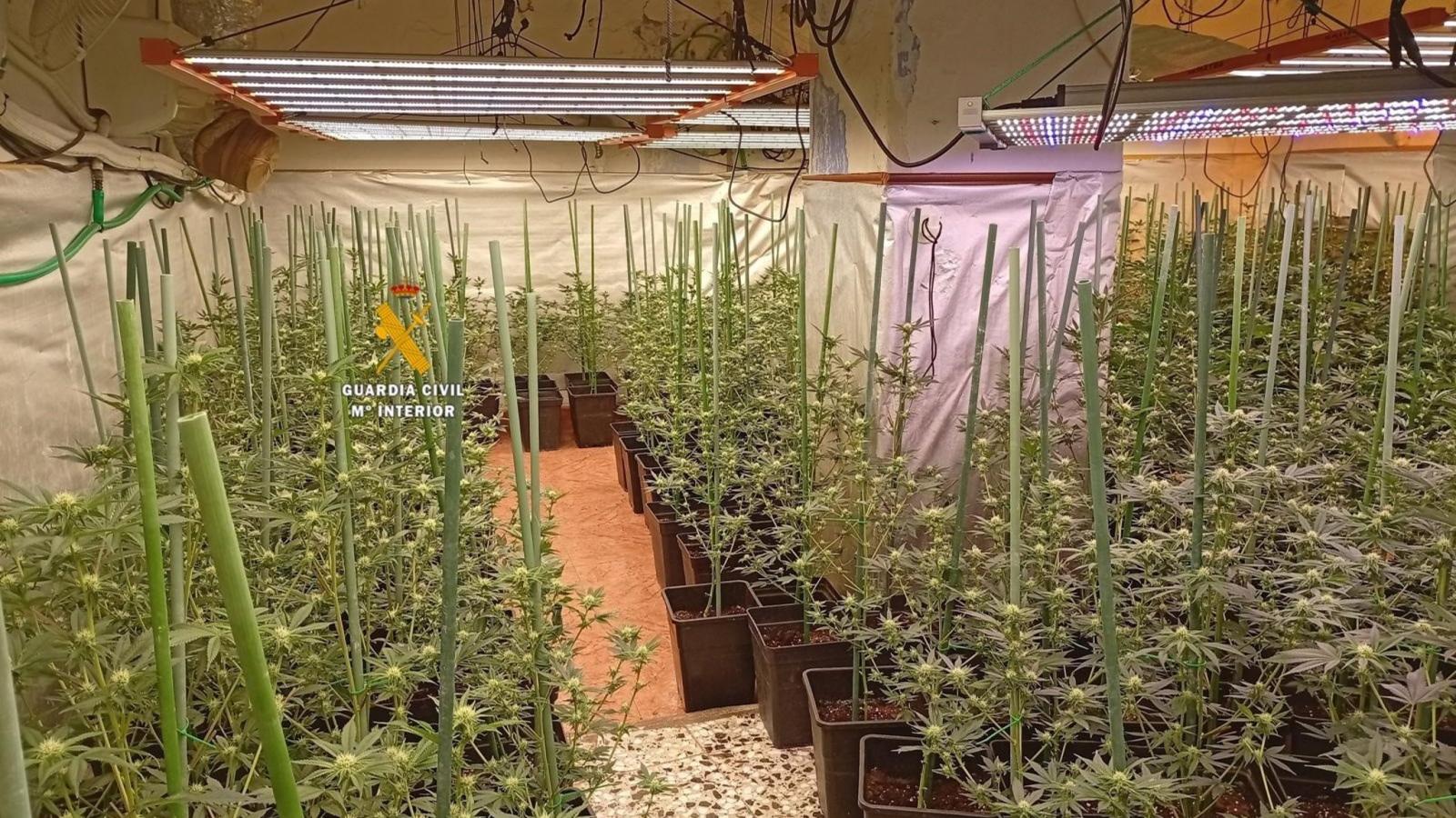 La Guardia Civil interviene 2.150 plantas de marihuana en una nave de Paracuellos de Jarama La Guardia Civil interviene 2.150 plantas de marihuana en una nave de Paracuellos de Jarama