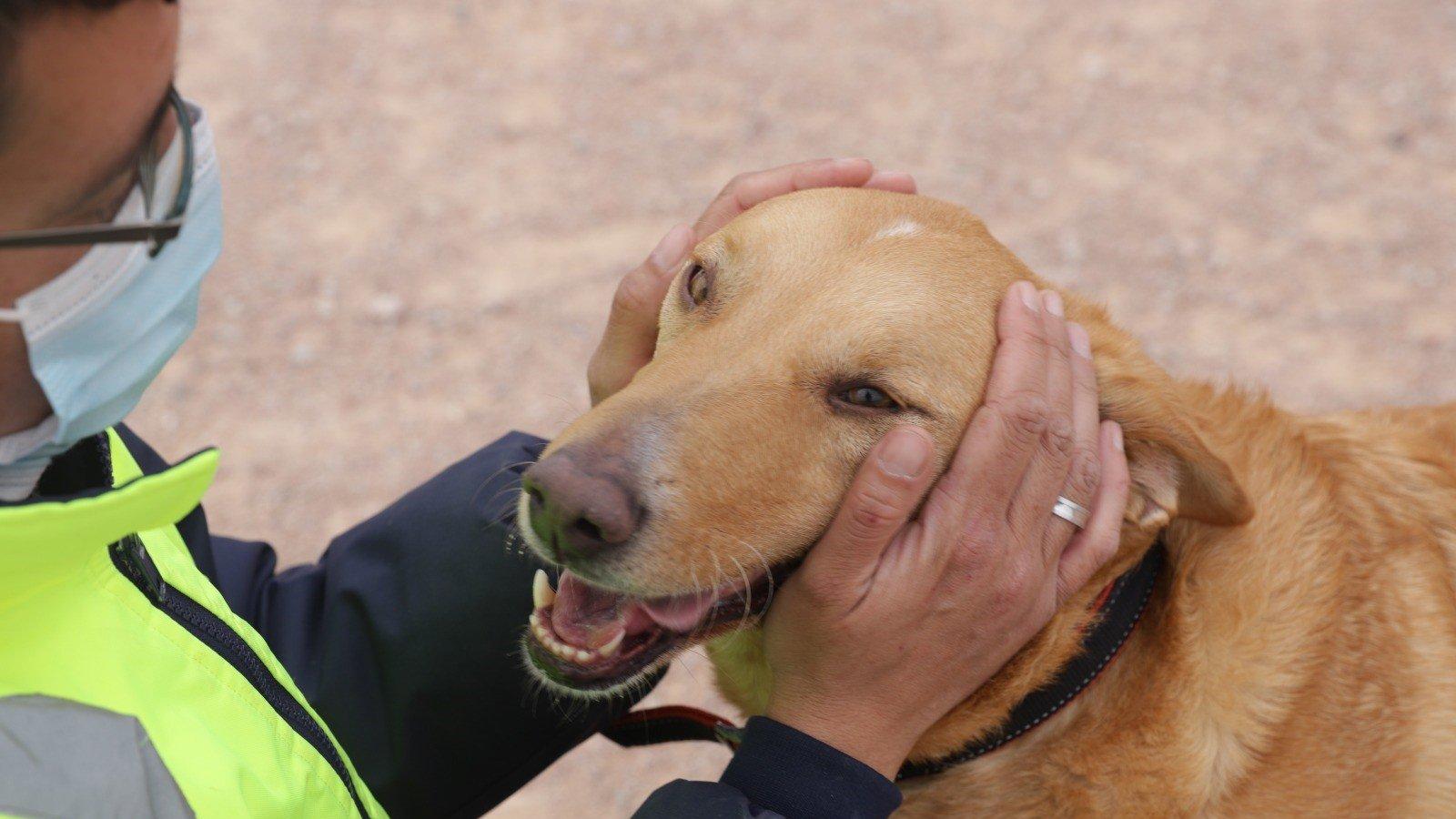 Madrid estrena terapia con perros para trastornos mentales graves