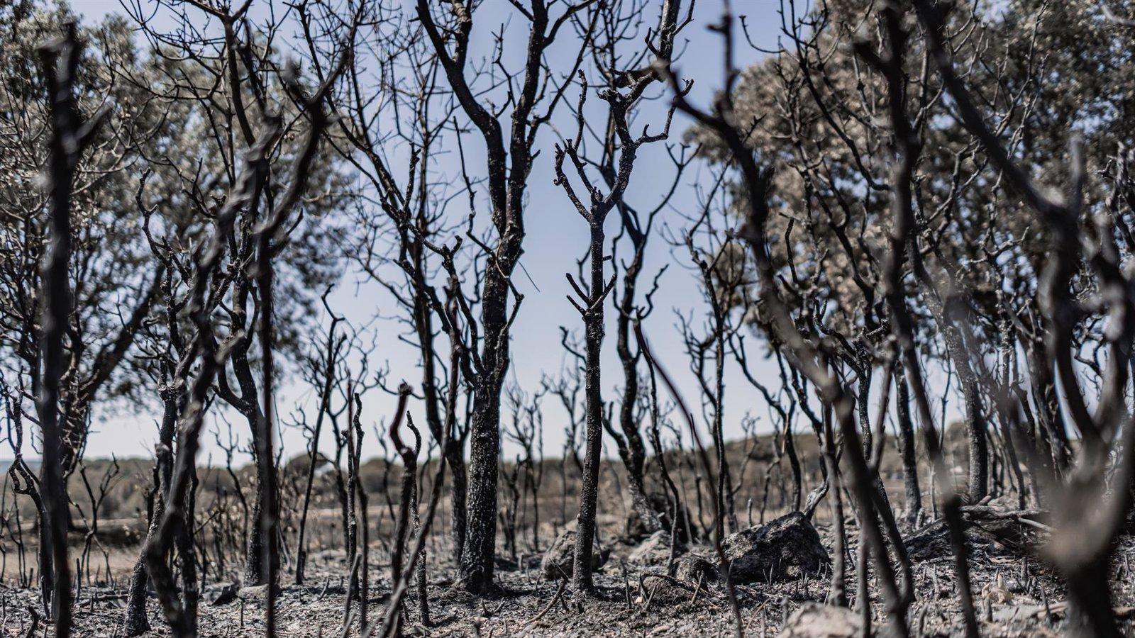 España registra 38 grandes incendios en lo que va de año España registra 38 grandes incendios en lo que va de año