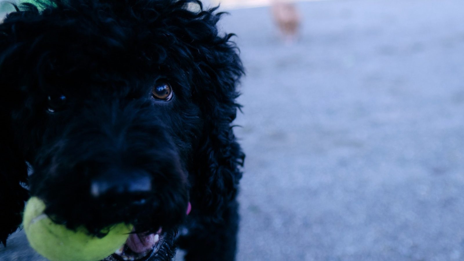 Dos propietarios de una escuela canina de Navalcarnero investigados por presunto maltrato animal Dos propietarios de una escuela canina de Navalcarnero investigados por presunto maltrato animal
