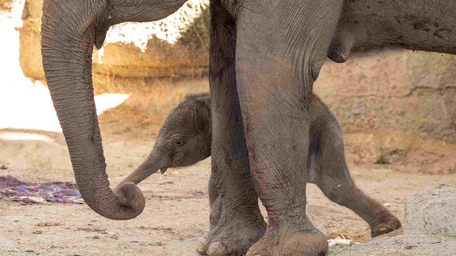 Nace una cría de elefante de Sumatra en Zoo Aquarium Madrid Nace una cría de elefante de Sumatra en Zoo Aquarium Madrid