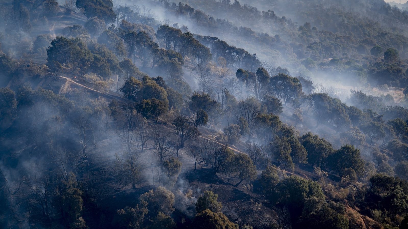 Madrid abastece con comida y agua a la fauna de la Sierra Oeste tras el incendio Madrid abastece con comida y agua a la fauna de la Sierra Oeste tras el incendio