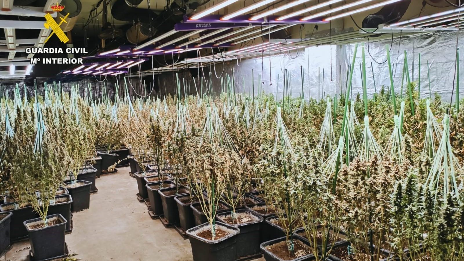 Detenido tras localizar 1.400 plantas de marihuana en Morata de Tajuña Detenido tras localizar 1.400 plantas de marihuana en Morata de Tajuña