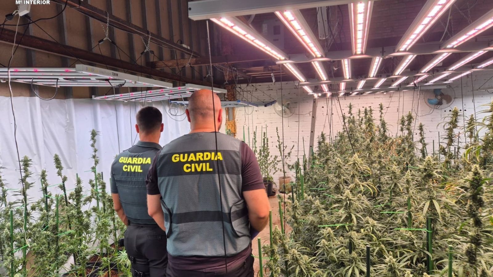La Guardia Civil detiene en Valdeolmos-Alalpardo a un hombre por una plantación de 391 plantas