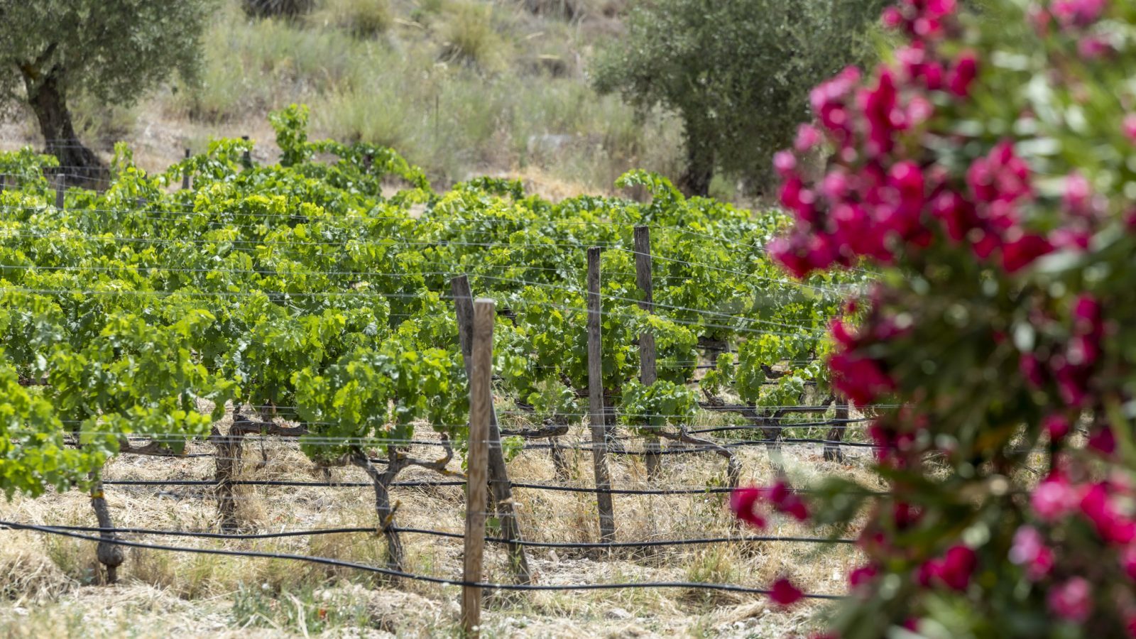 Los vinos de Madrid llegan a Roma de la mano de 16 bodegas Los vinos de Madrid llegan a Roma de la mano de 16 bodegas