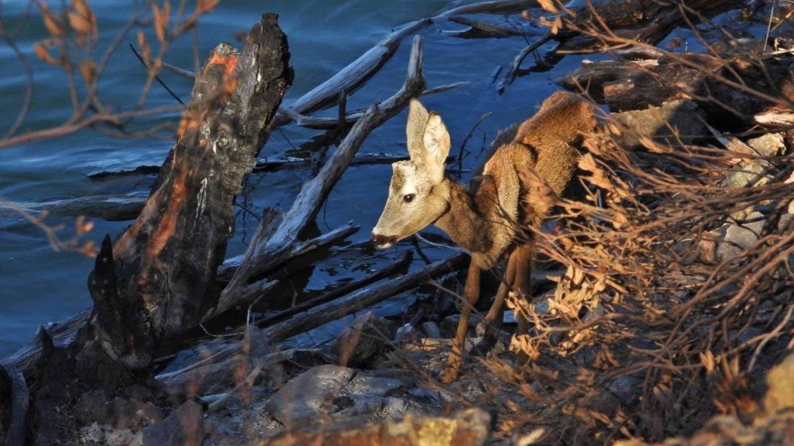 Los Agentes Forestales rescatan a un corzo en la orilla del embalse de Picadas Los Agentes Forestales rescatan a un corzo en la orilla del embalse de Picadas