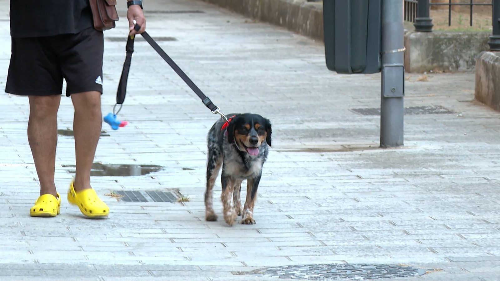 Torrejón multará con 750 euros por no registrar el ADN del perro
