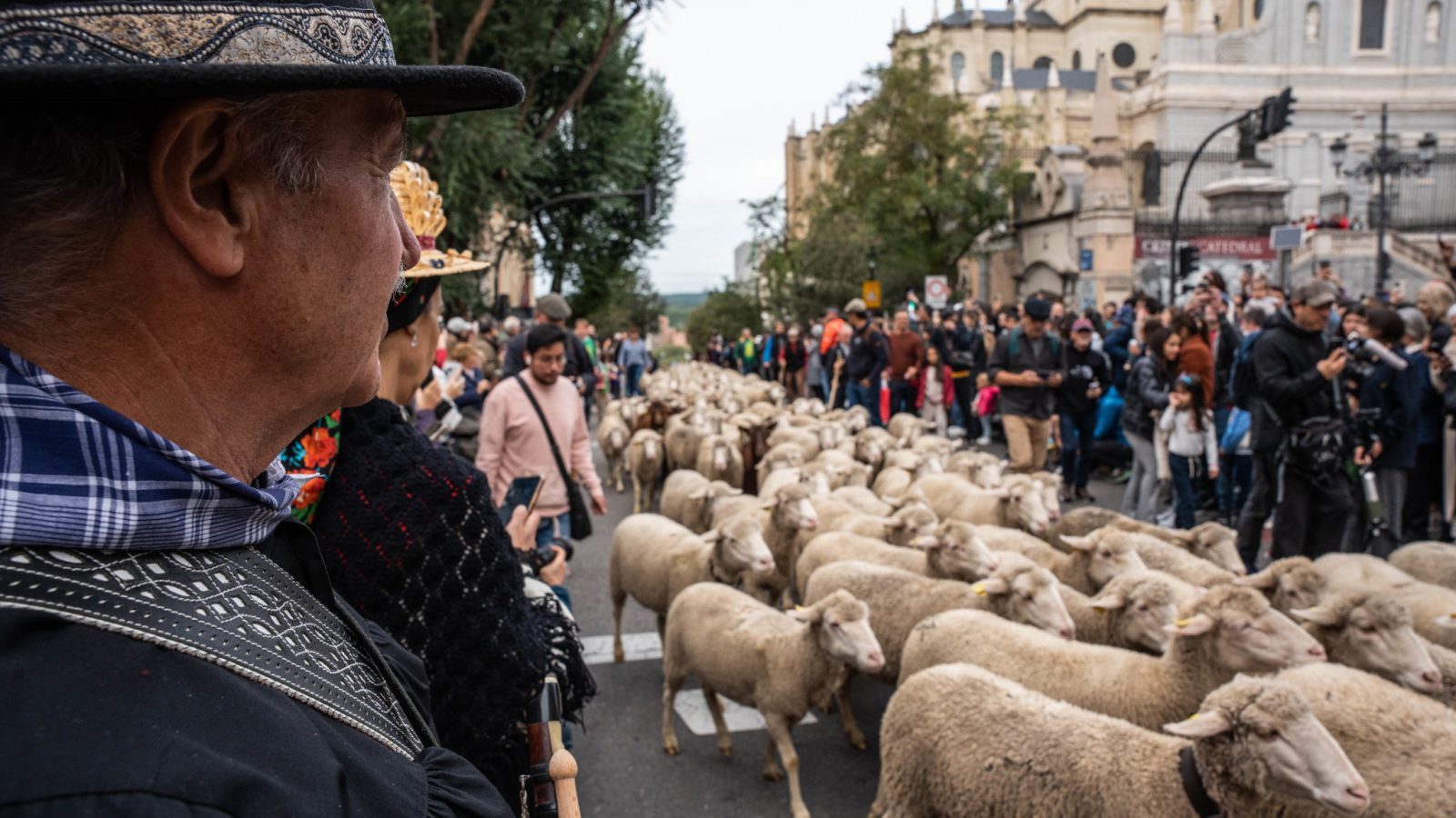 Ovejas y cabras toman el centro de Madrid este domingo Ovejas y cabras toman el centro de Madrid este domingo