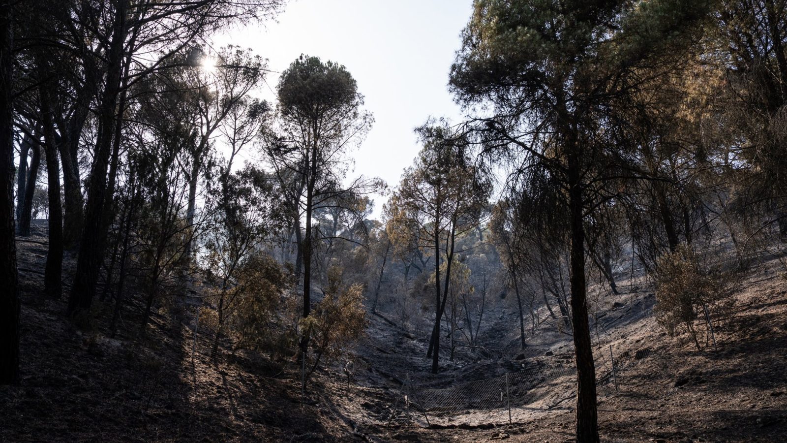 Ecologistas piden limitar la caza tras el incendio de la Sierra Oeste Ecologistas piden limitar la caza tras el incendio de la Sierra Oeste