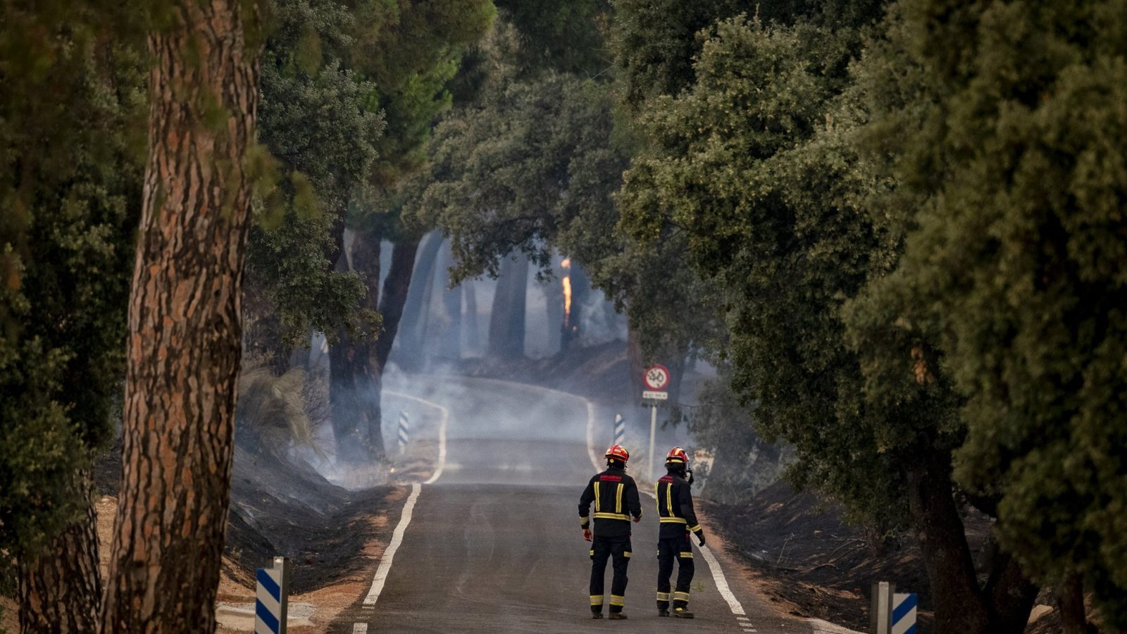 Madrid, Ávila y Toledo perdieron más de 77.000 hectáreas