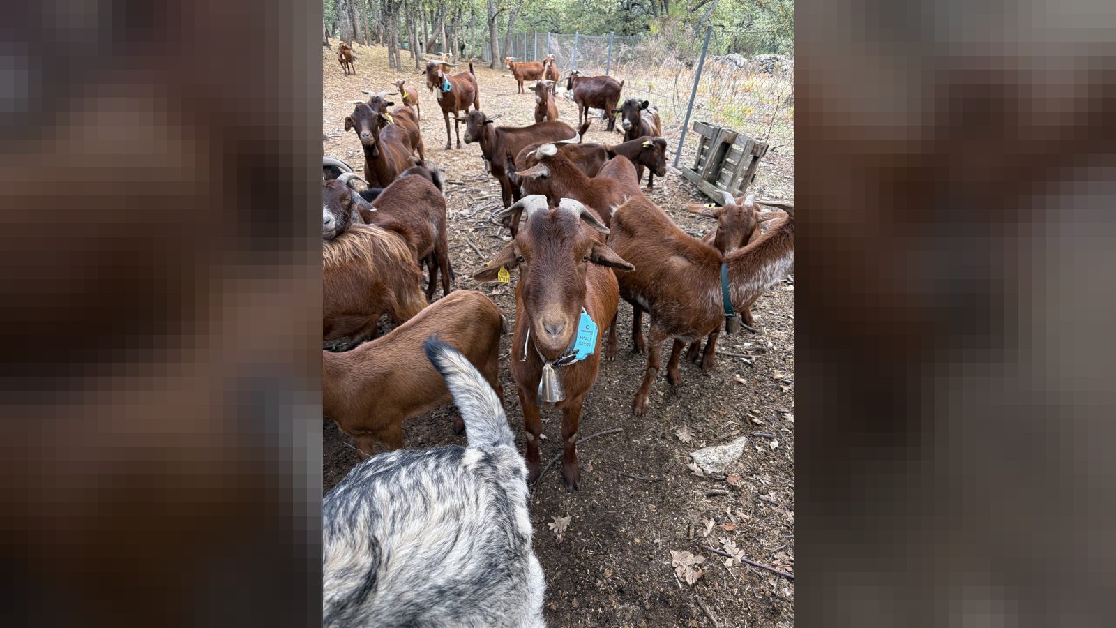 Un rebaño de cabras guisandesas inicia su camino hacia Madrid Un rebaño de cabras guisandesas inicia su camino hacia Madrid