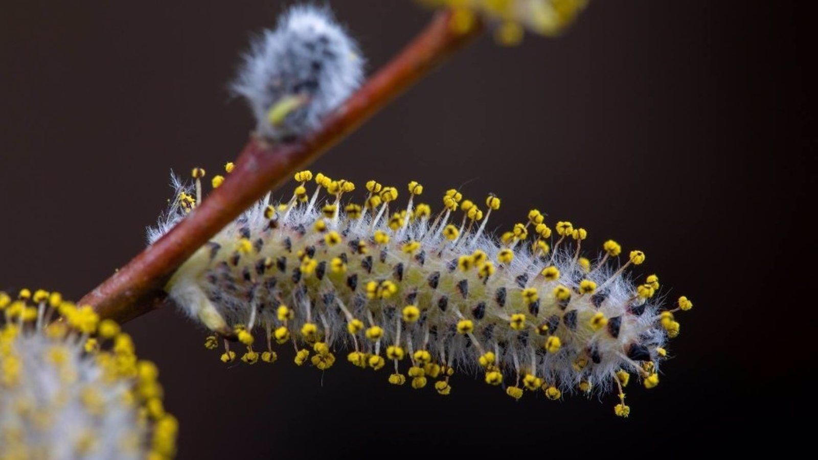 Alergia en Madrid: niveles de polen, calendario anual y qué hacer para aliviar los síntomas