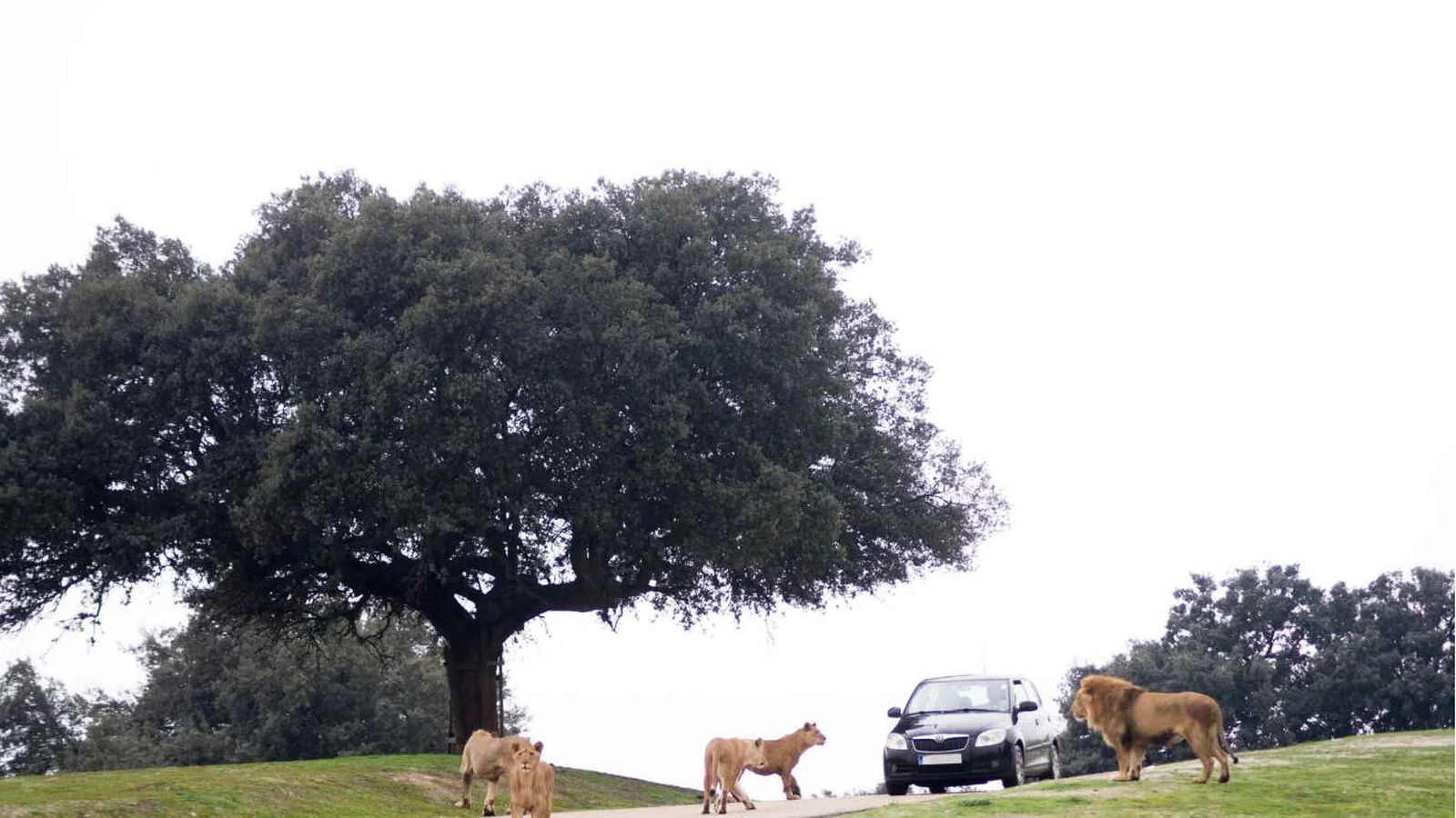 Safari en Madrid: Un encuentro único con la fauna en semilibertad