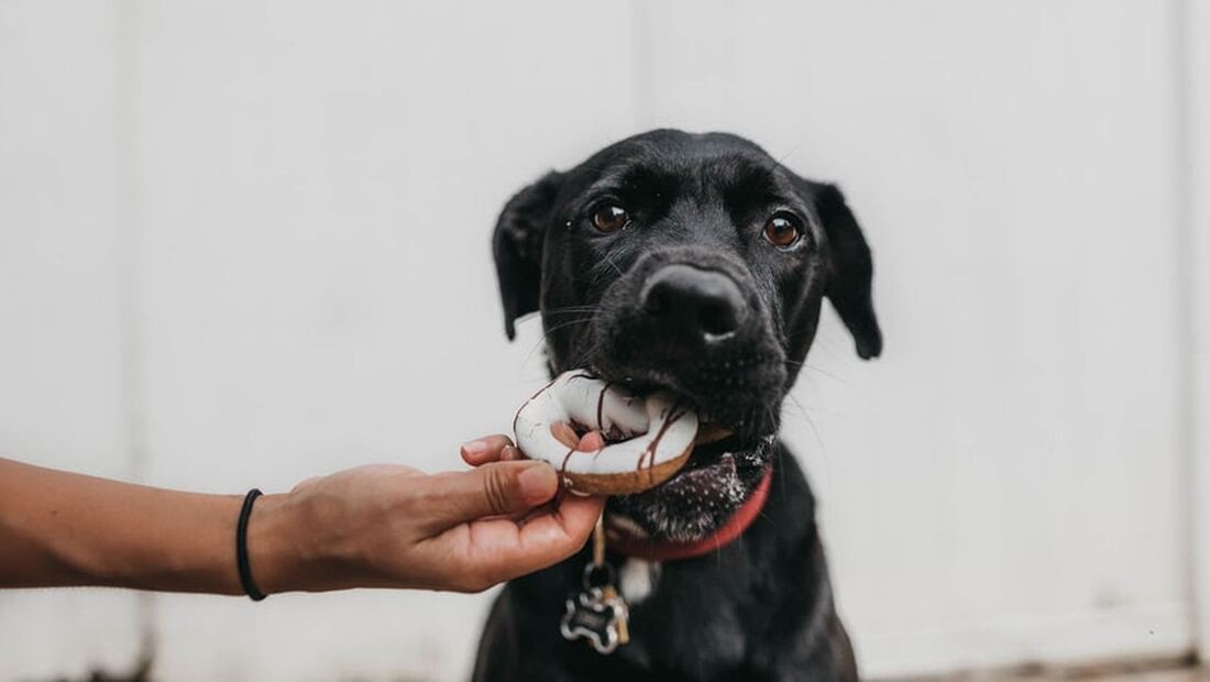 Tu perro no come igual en verano