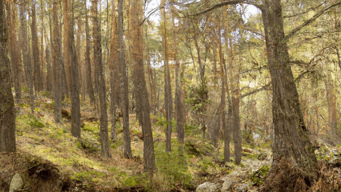 Guía de senderismo: explorando la sierra de Madrid
