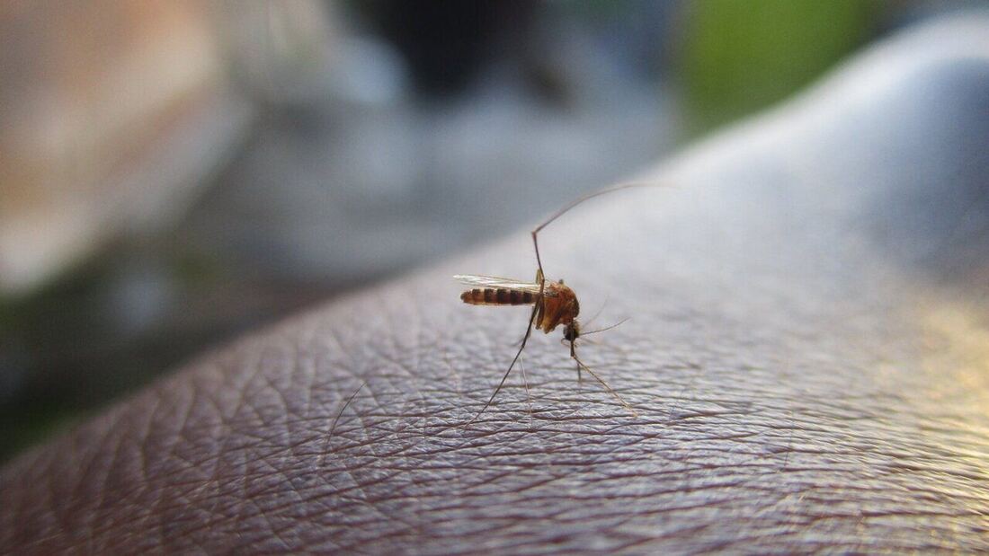 El "Efecto Horno" y las plagas: Por qué Madrid espera un verano récord de insectos