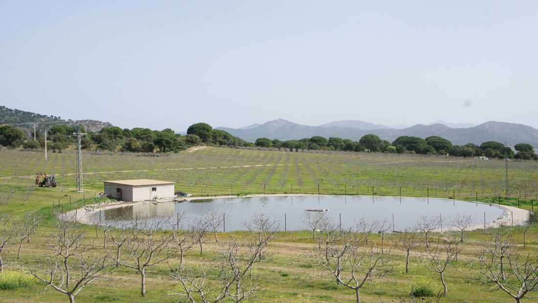 Sancorganic impulsa el cultivo de pistacho ecológico en sus dos fincas como apuesta por la agricultura sostenible