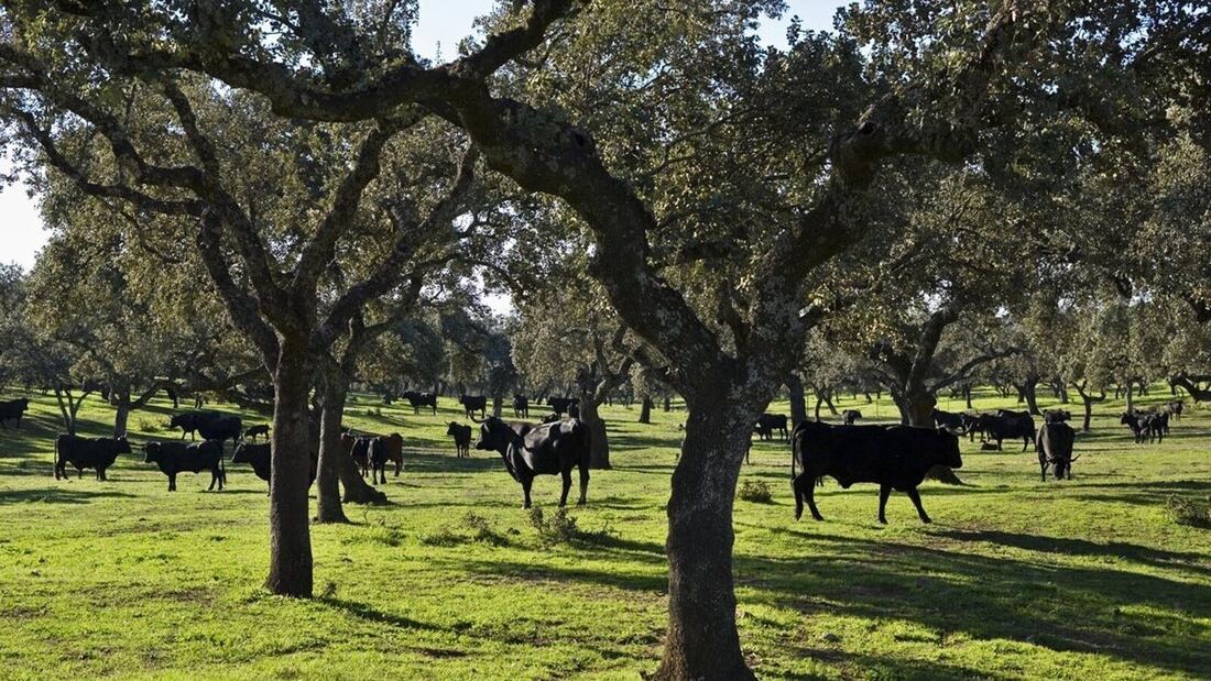 Un toro escapa de una finca en Collado Villalba y deja tres heridos