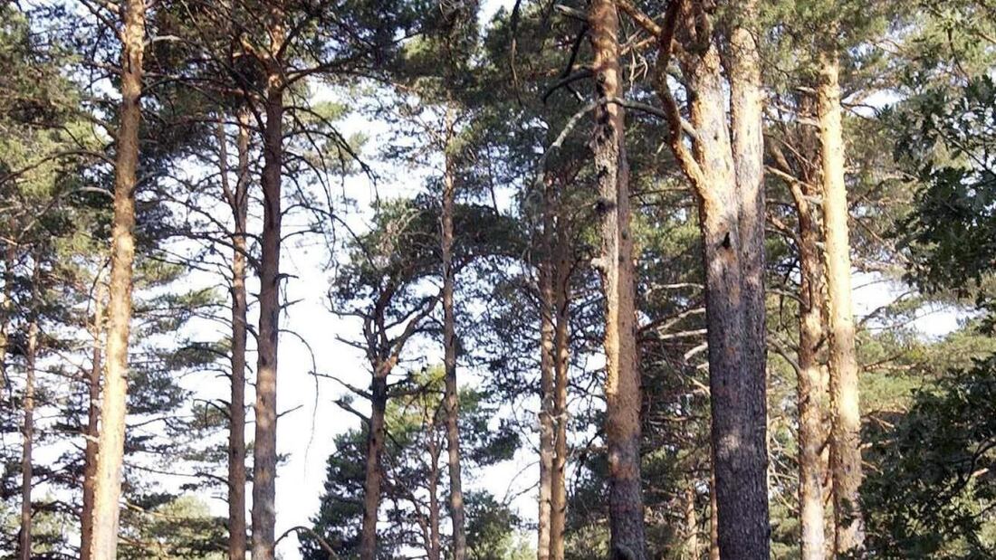 Diez Rutas por la Sierra de Guadarrama