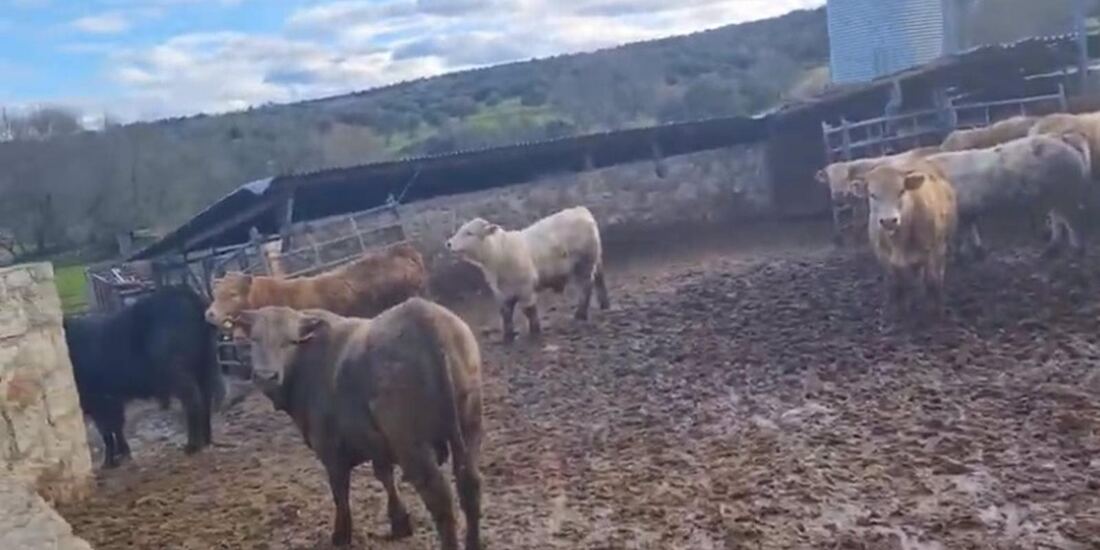 Denuncian una explotación ganadera en Becerril donde se hacinan decenas de terneros "en condiciones miserables"