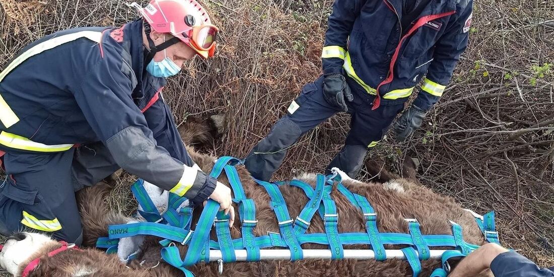 Bomberos de la Comunidad rescatan con un helicóptero a una burra atrapada en El Boalo