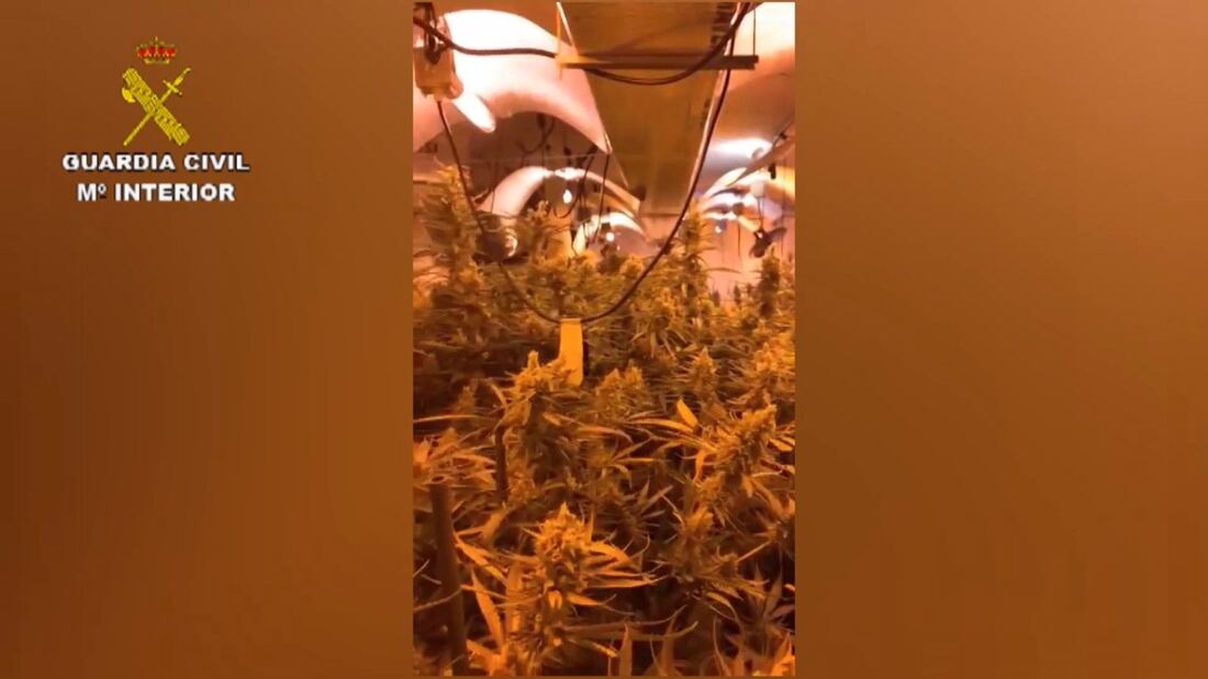 Desmantelada una plantación de más de 1.300 plantas de marihuana en un chalet de El Berrueco