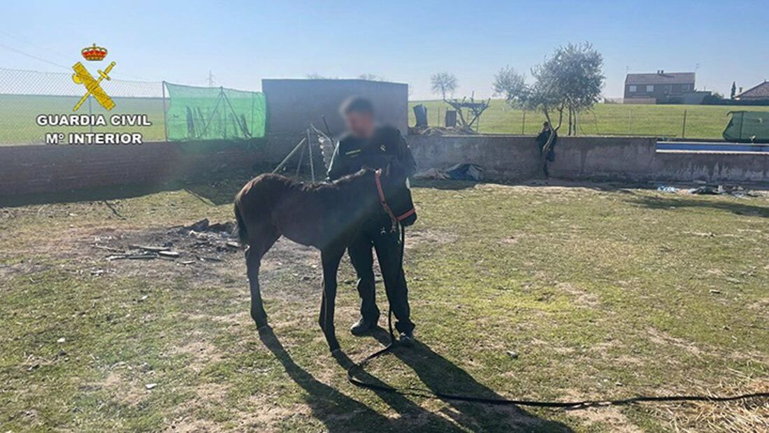 Recuperado en un pueblo de Toledo un potro robado en una finca de Cenicientos
