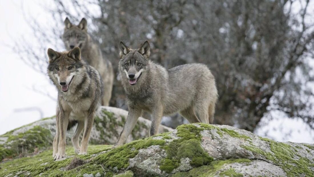 El número de lobos en la región aumenta a la par que bajan sus ataques al ganado
