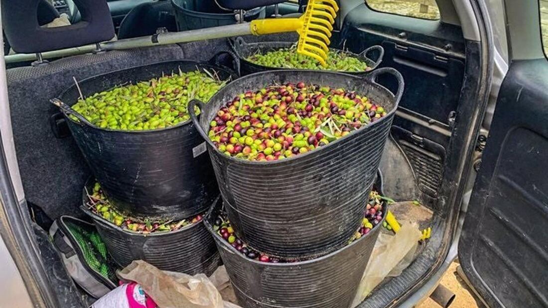  Interceptados 180 kilos de aceitunas de procedencia sospechosa en Paracuellos de Jarama