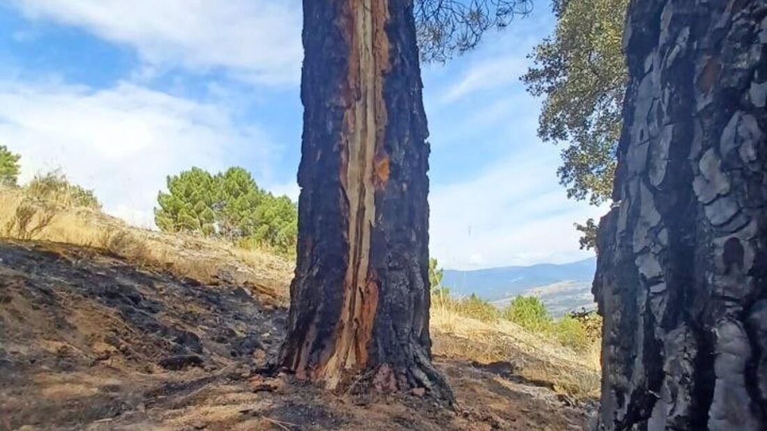 Rápida extinción de un incendio forestal en Puentes Viejas provocado por un rayo latente