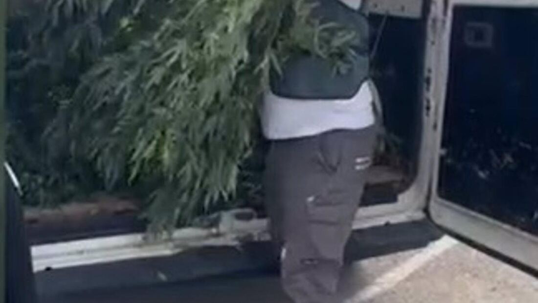 Dos detenidos e incautados 119 kilos de marihuana en una plantación dentro de un chalé de Valdetorres de Jarama