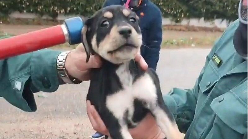 La Guardia Civil rescata un cachorro arrojado a un contenedor en Perales de Tajuña
