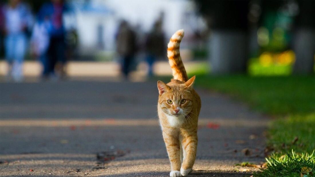 Ciempozuelos: sancionan con 9.000 euros a un vecino por abandonar a su gato