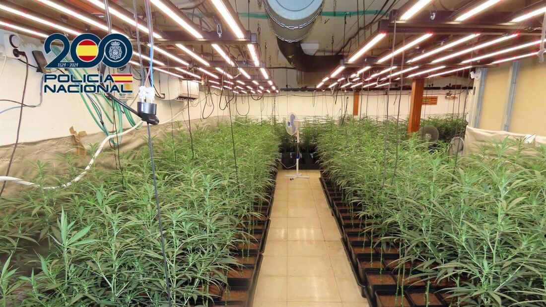 Detenidos tras desmantelar una plantación de marihuana en una vivienda de Aranjuez
