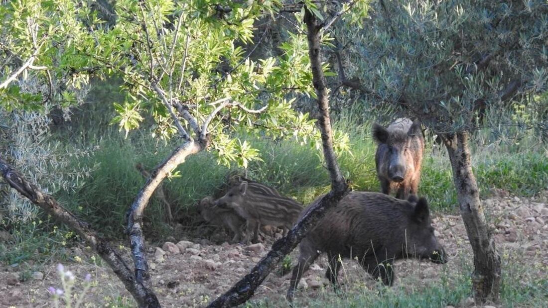 Arroyomolinos solicita medidas del Seprona para controlar la población de jabalíes