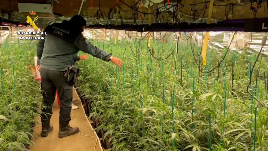Desmantelan una plantación de más de 2.250 plantas de marihuana en Ajalvir con varios detenidos