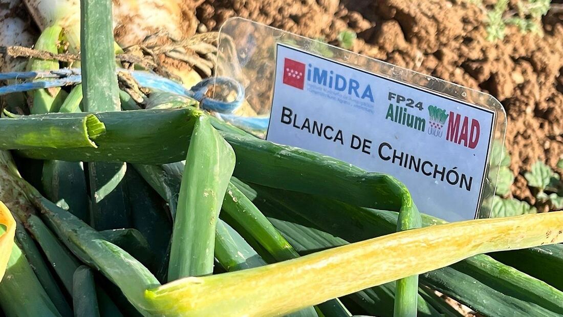 Madrid registra dos variedades de cebolla de Chinchón para proteger su cultivo y fomentar los mercados locales