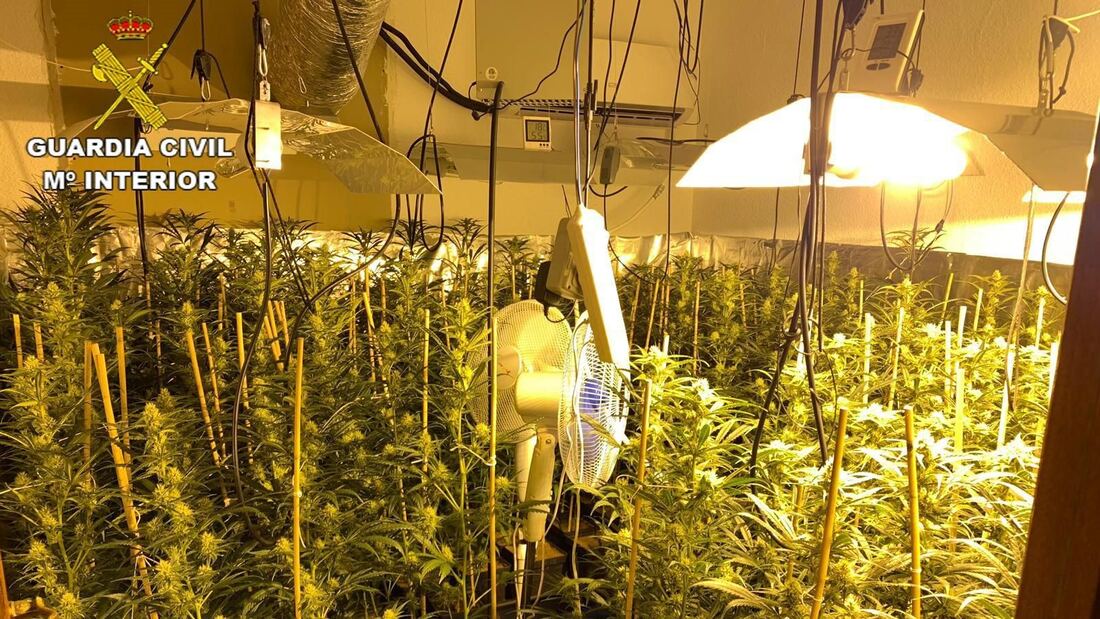 La Guardia Civil detiene a ocho por plantaciones indoor de marihuana en Manzanares el Real 