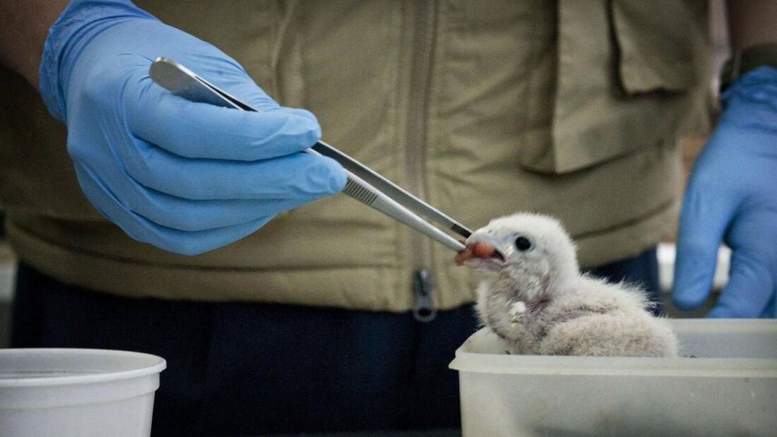 El Centro de Recuperación de Animales Salvajes de Madrid devolvió a la naturaleza más de 2.600 animales silvestres en 2025